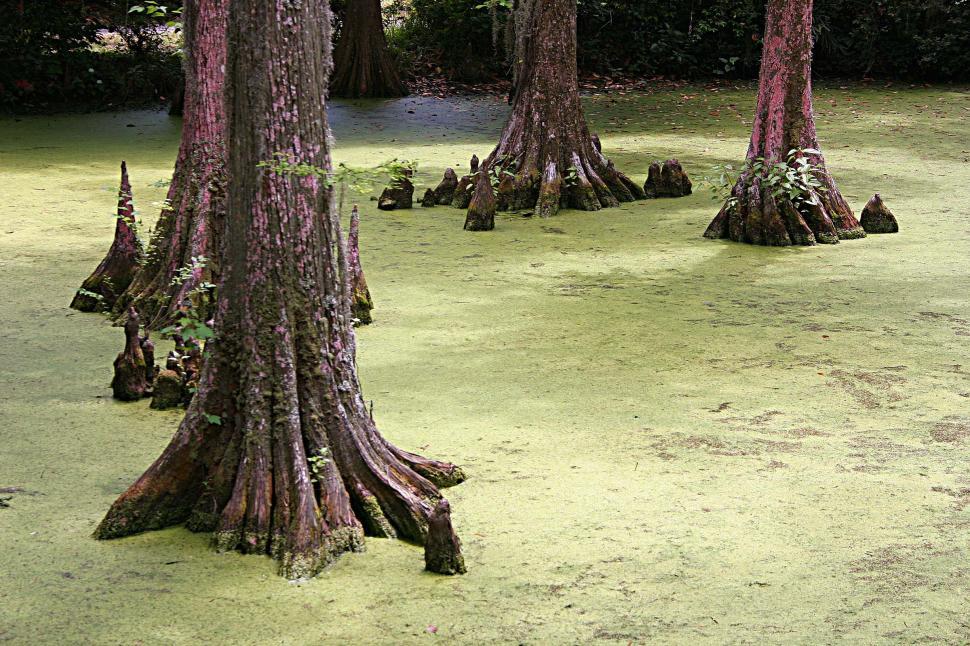Free Image of Group of Trees Standing in Grass 