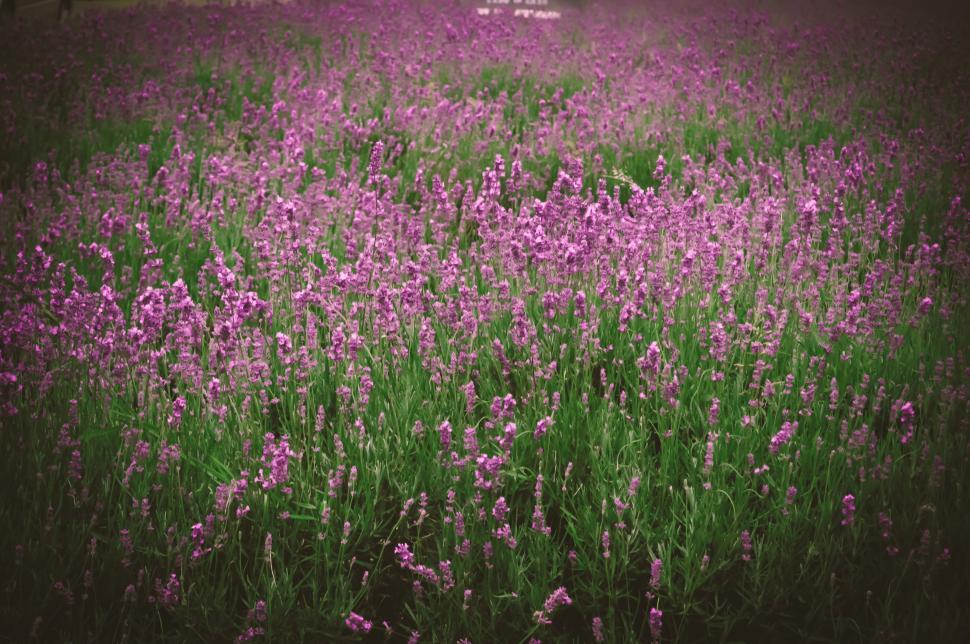 Free Image of Garden of Lavender Flowers  
