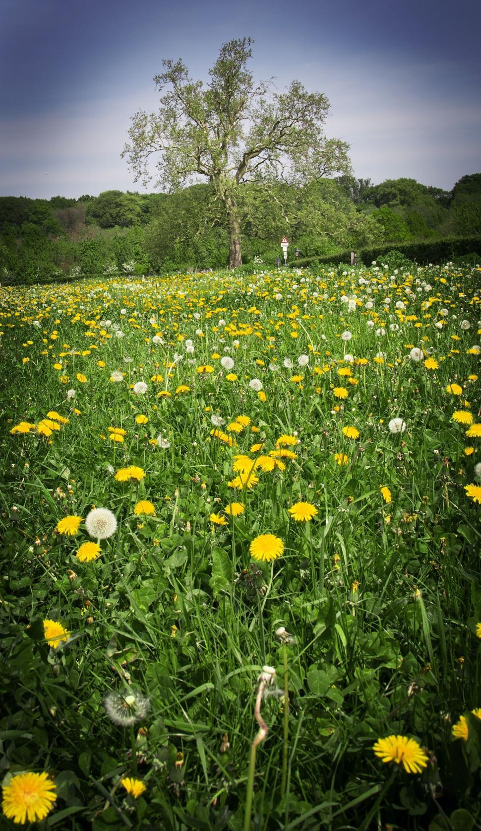 Free Image of Field of Dandelion flowers  