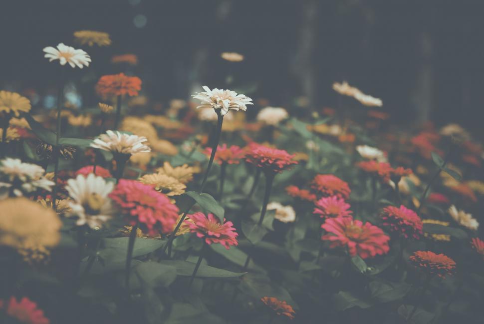 Free Image of Blooming Flowers  