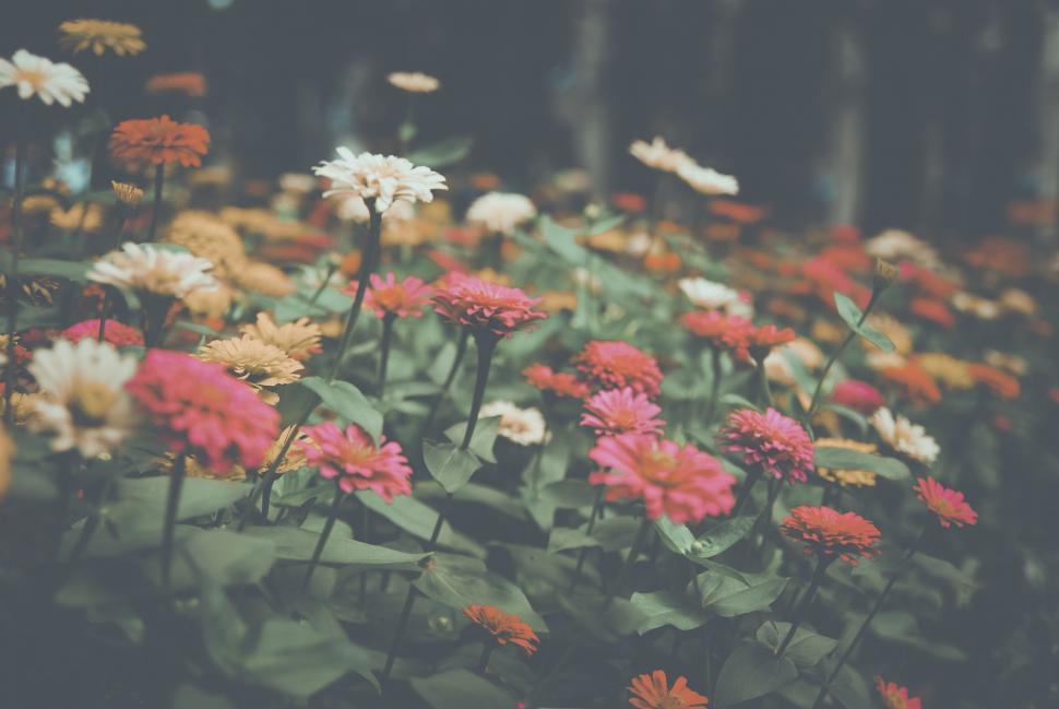 Free Image of Garden Flowers  
