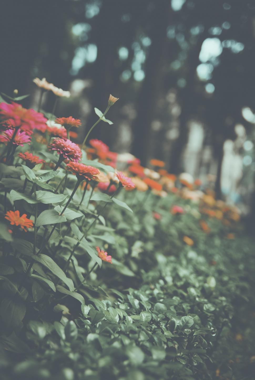 Free Image of Red and Pink Flowers  