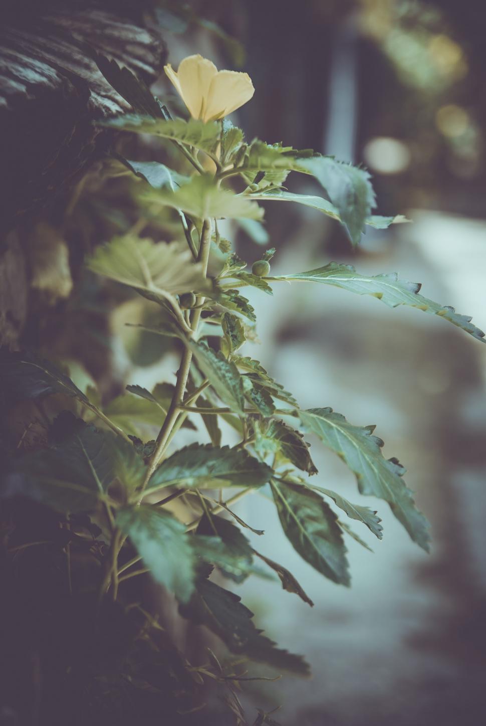 Free Image of Single Yellow Flower  