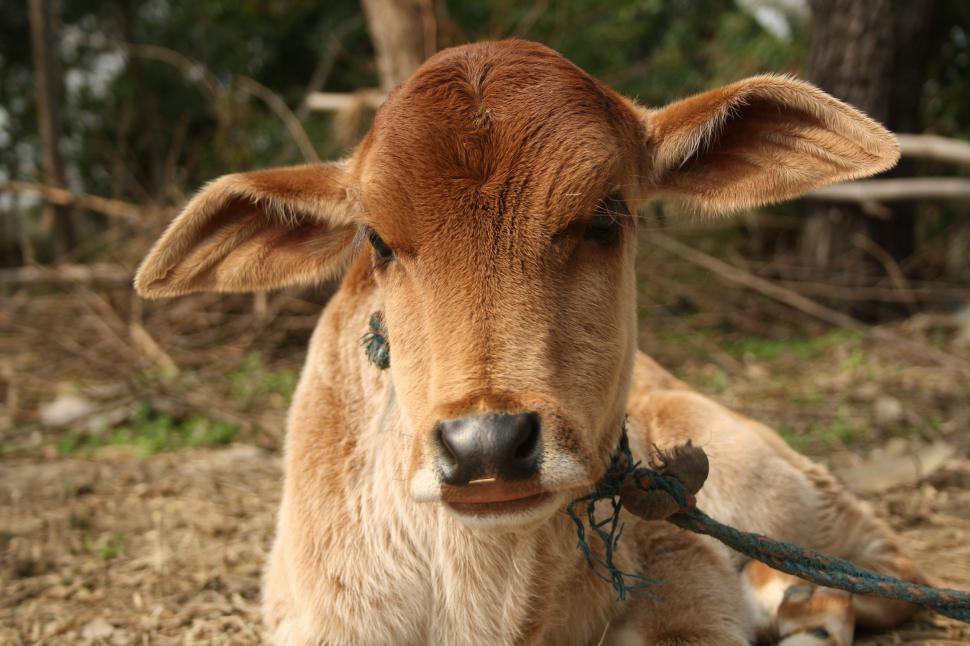 Free Image of Single Cow  