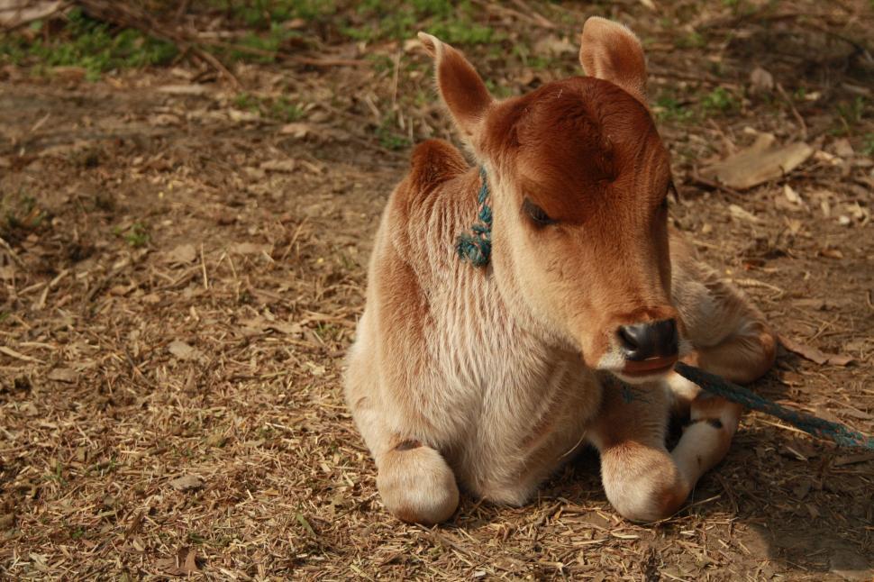Free Image of Cow Calf  