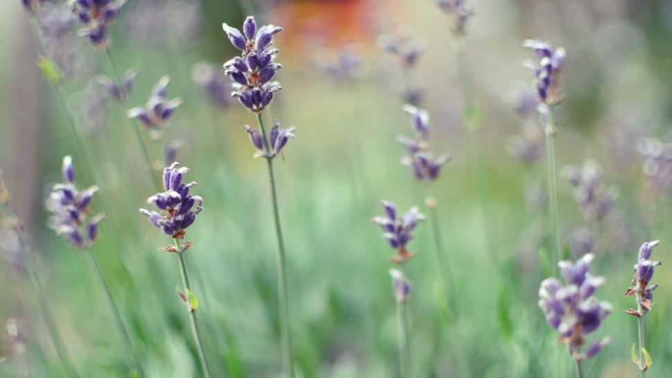 Free Image of Blooming Purple Flowers  