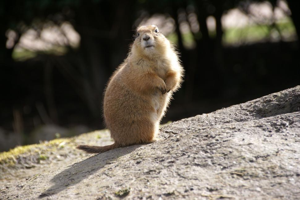 Free Image of Chipmunk 