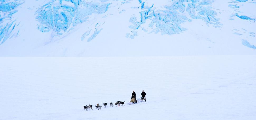 Free Image of Sledge dogs at snow mountain 