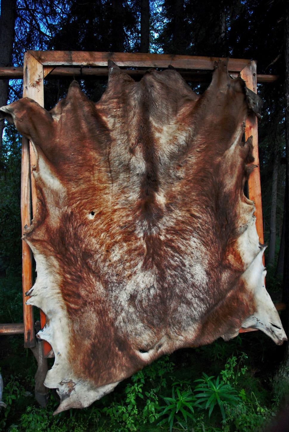 Free Image of Dead Animal Skin  