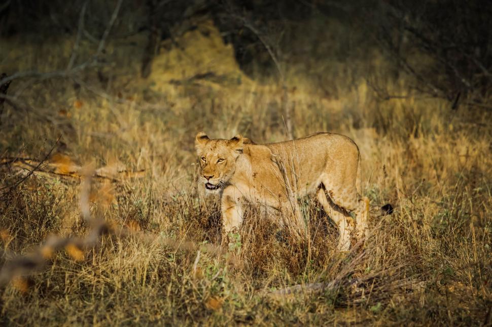 Free Image of Female lion 