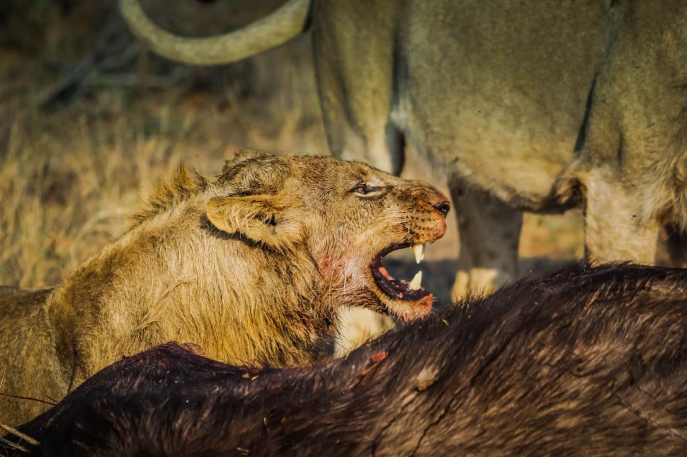 Free Image of Roaring Lioness  