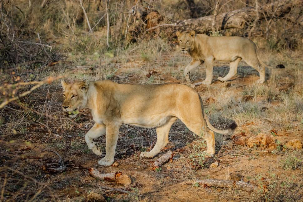 Free Image of Two Lions  