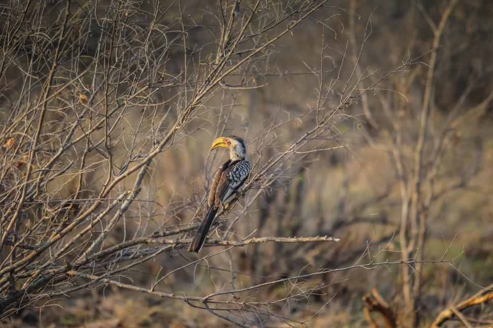 Free Image of Heron (Bird)  