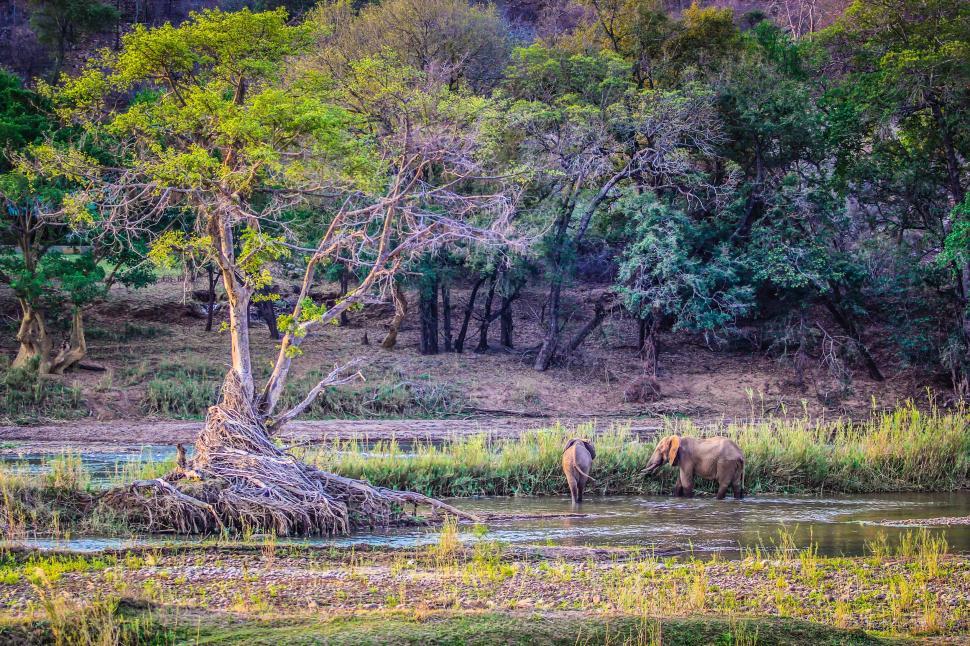 Free Image of Two Baby Elephants in pond  