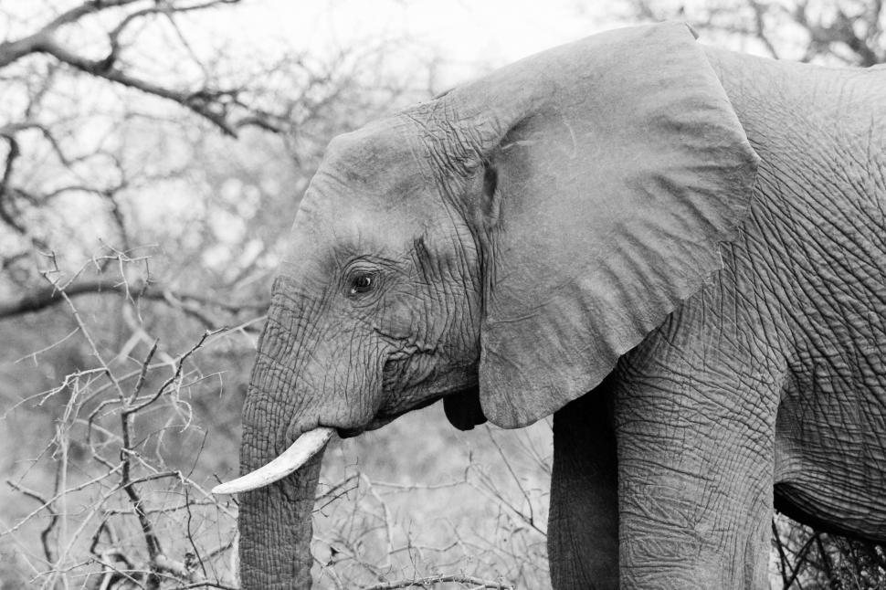 Free Image of Side View of Elephant Face 
