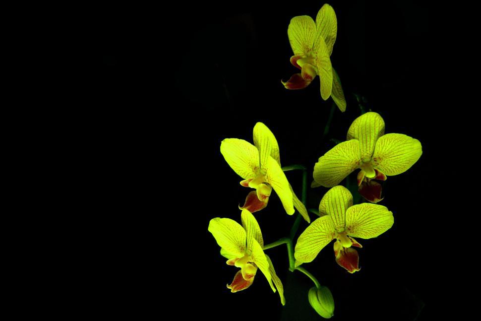 Free Image of Green Leaves and Stem  