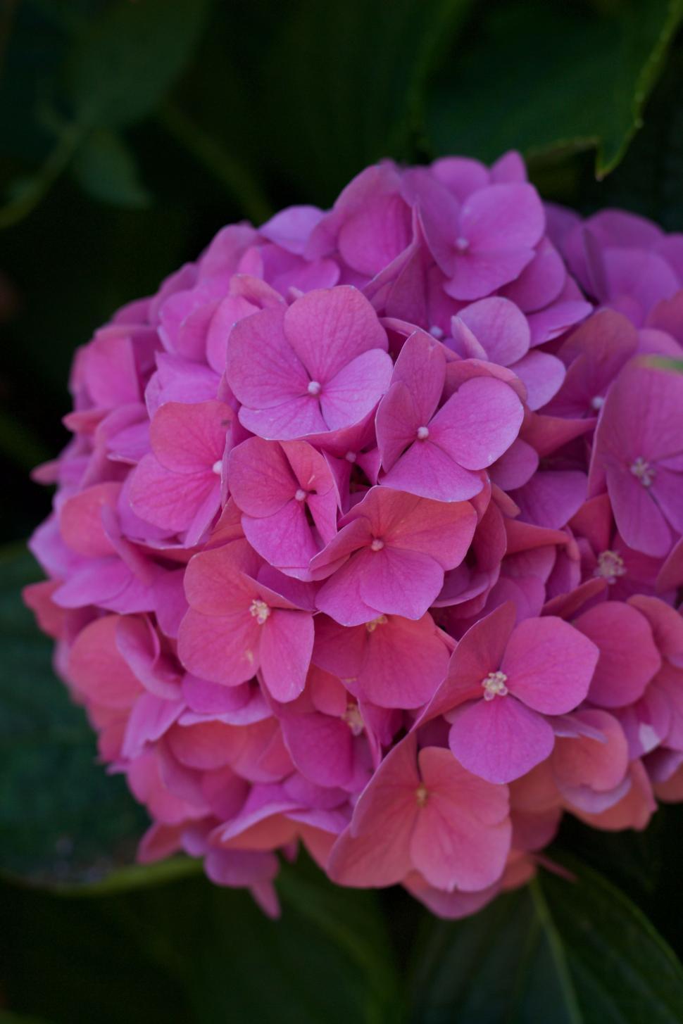 Free Image of Hydrangea flowers  