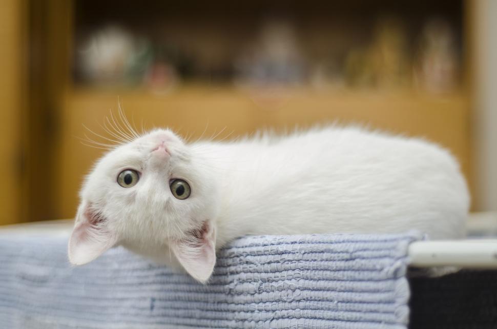 Free Image of White Cat  