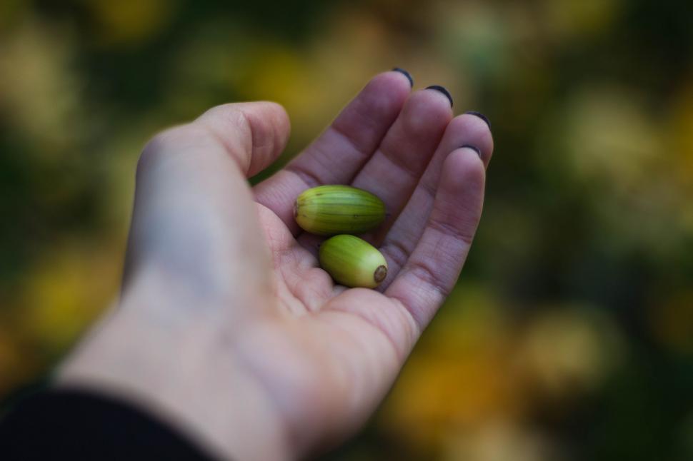 Free Image of Acorn fruit 