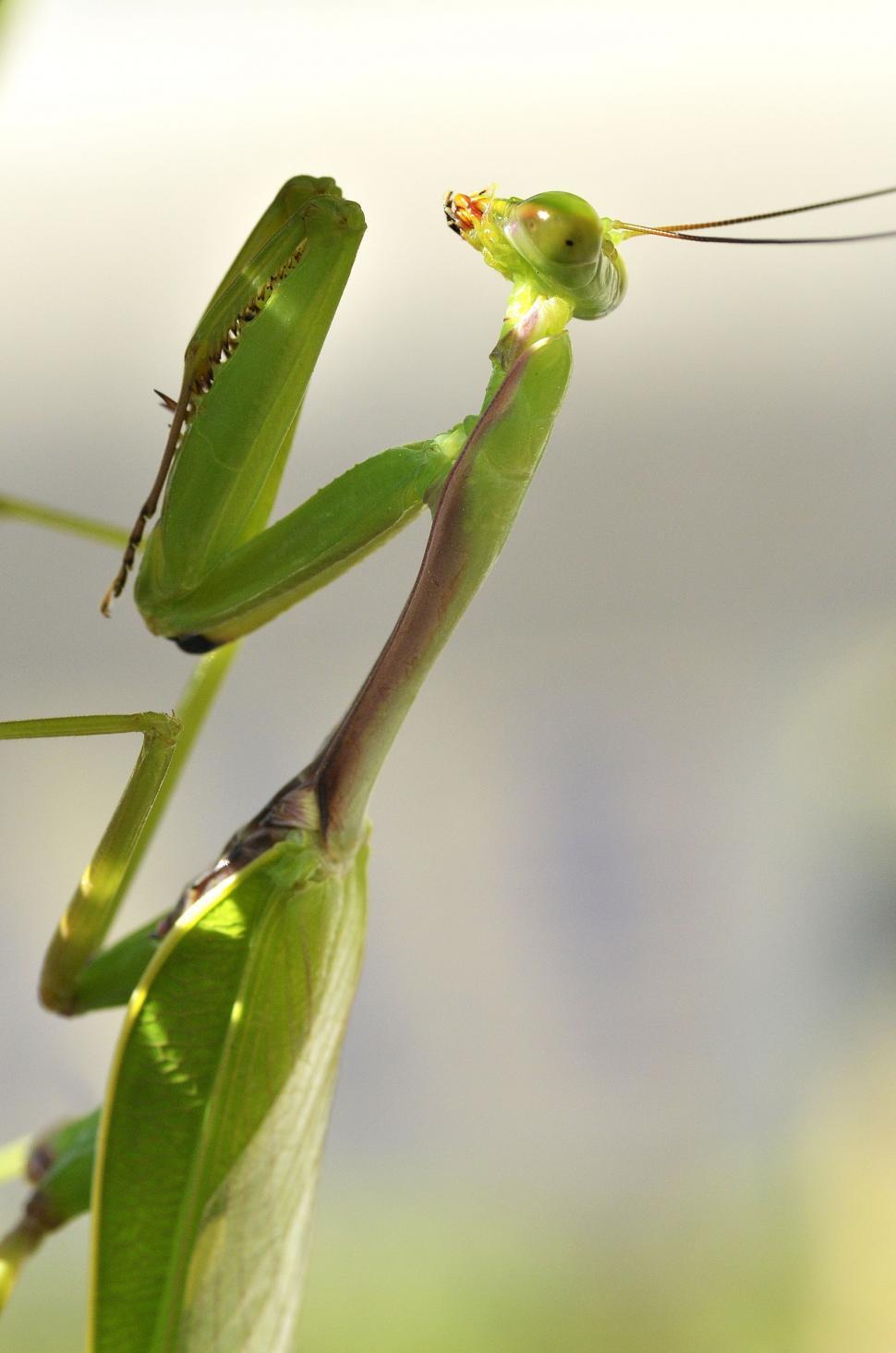 Free Image of Mantis Insect  