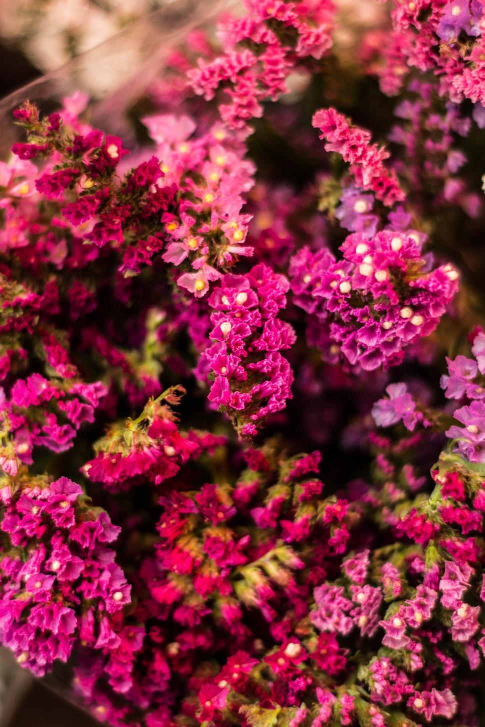 Free Image of Pink Flowers  