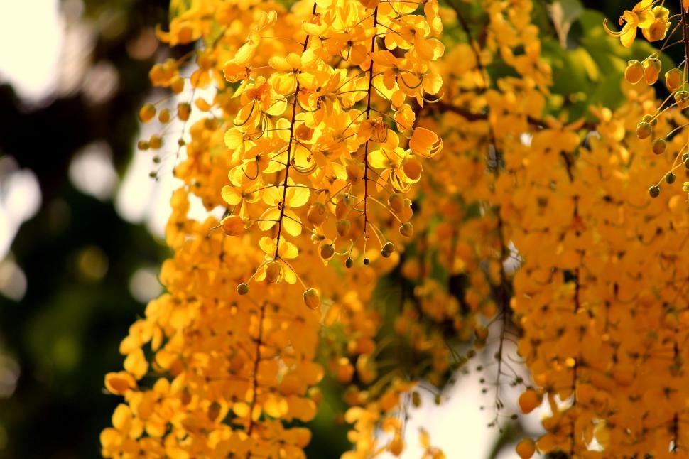 Free Image of Yellow Leaves  