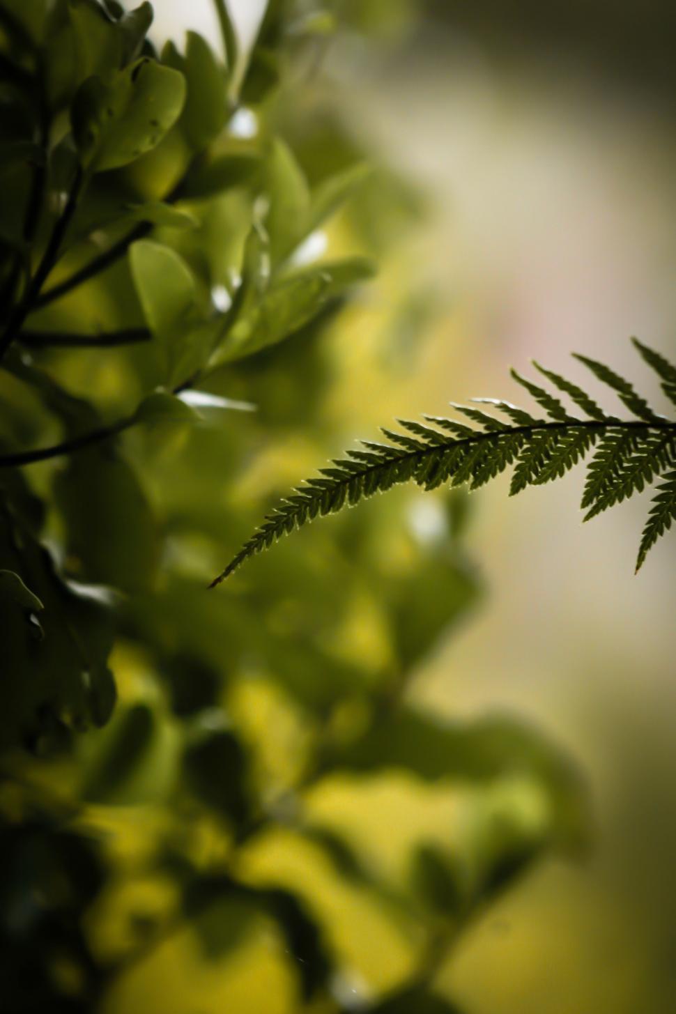 Free Image of Silver fern 