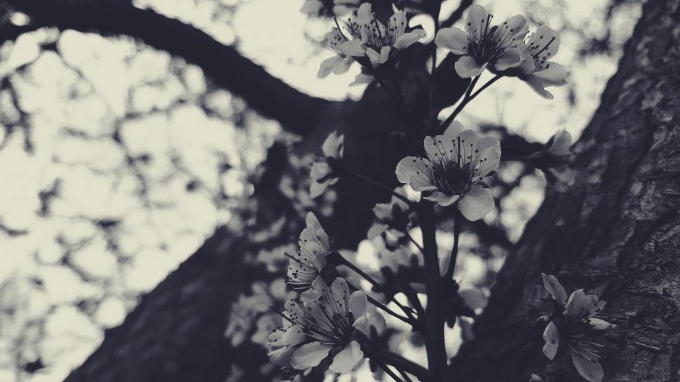 Free Image of Plum blossom 