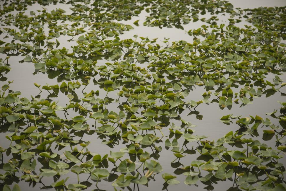Free Image of Leaves on water 