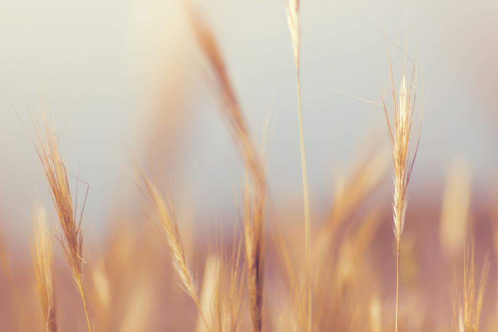 Free Image of Wheat Field  