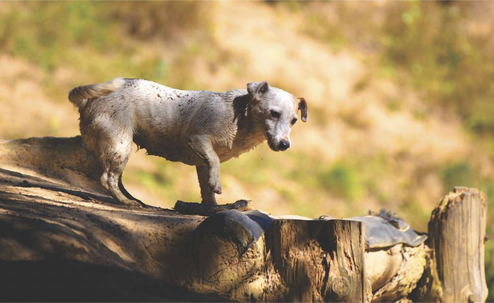 Free Image of Stray Dog  