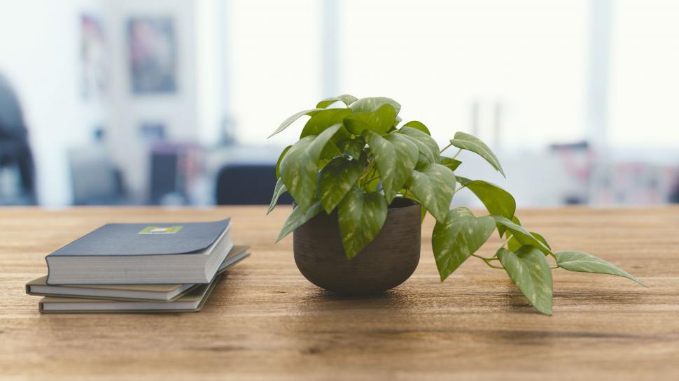 Free Image of Books and Flower Pot inside house  