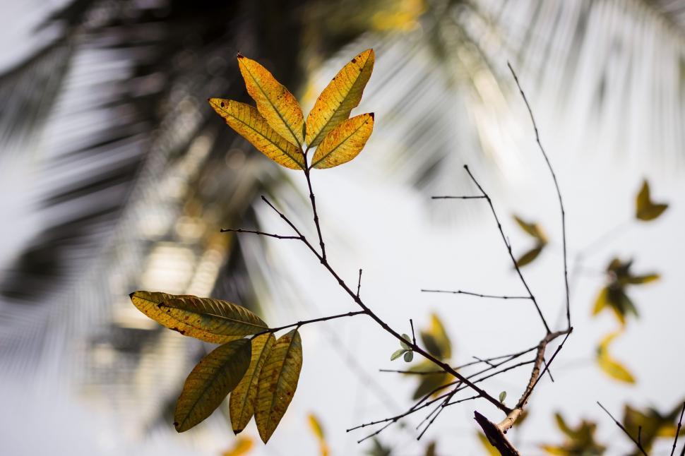 Free Image of Yellow Leaves  