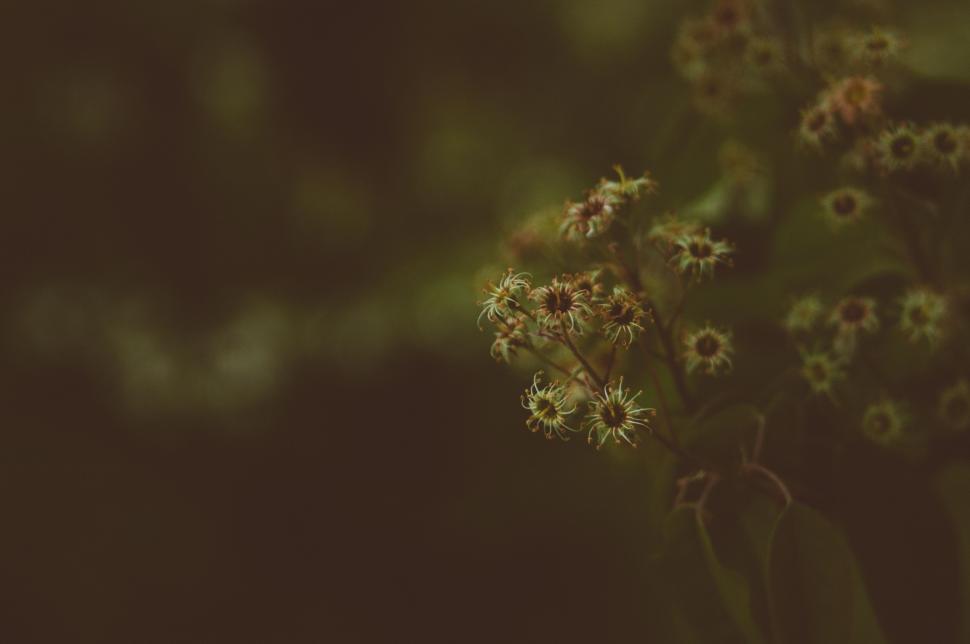 Free Image of Flower buds 