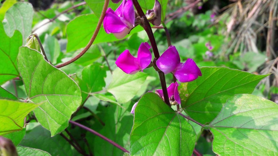 Free Image of Bean flowers 