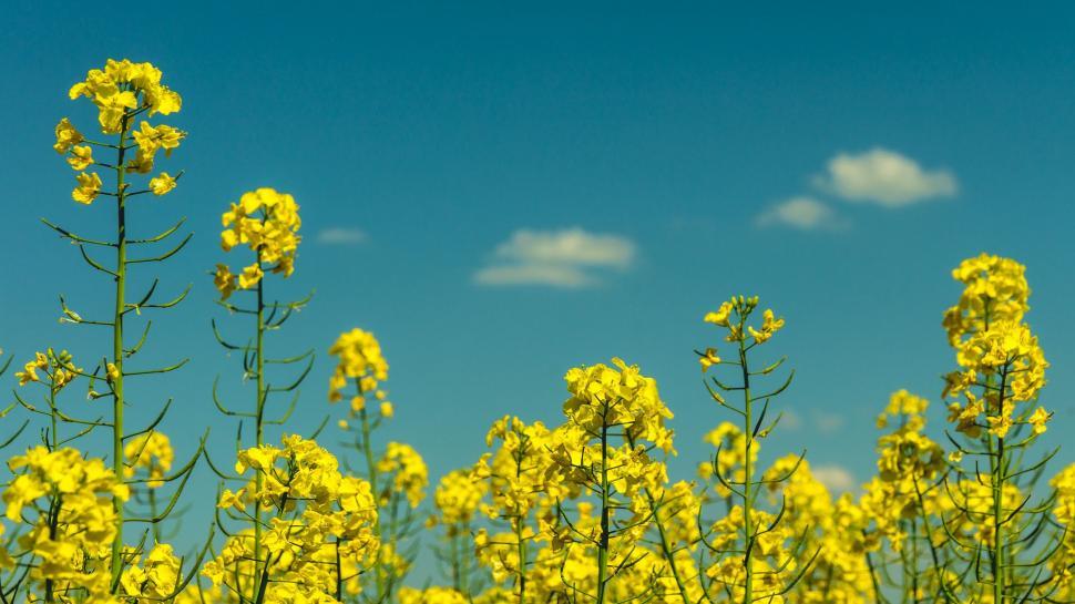 Free Image of Rapeseed Flowers  