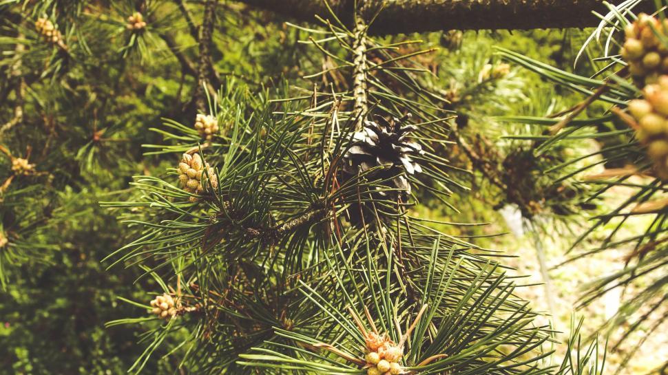 Free Image of Pine needles  
