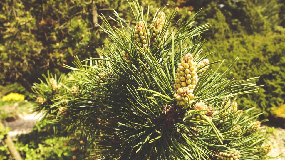 Free Image of Pine Needles on Tree  