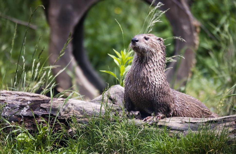 Free Image of Otter (Animal)  