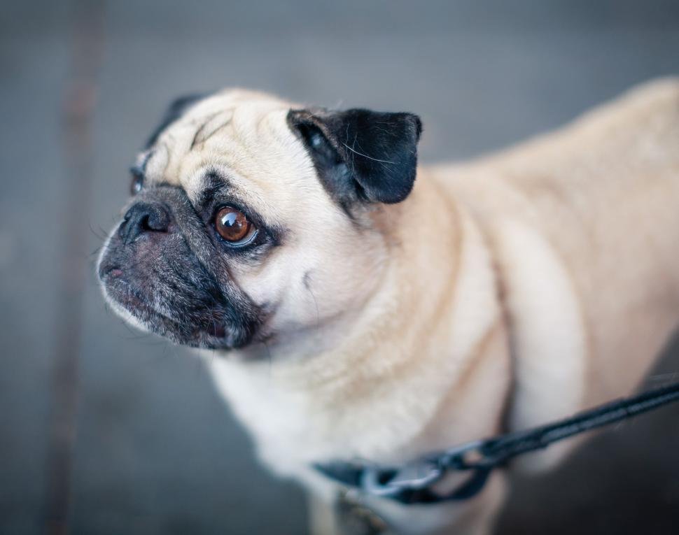 Free Image of Pug (Dog)  