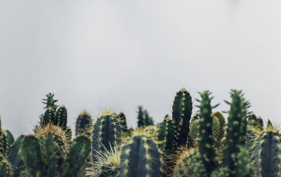Free Image of Cactus garden 