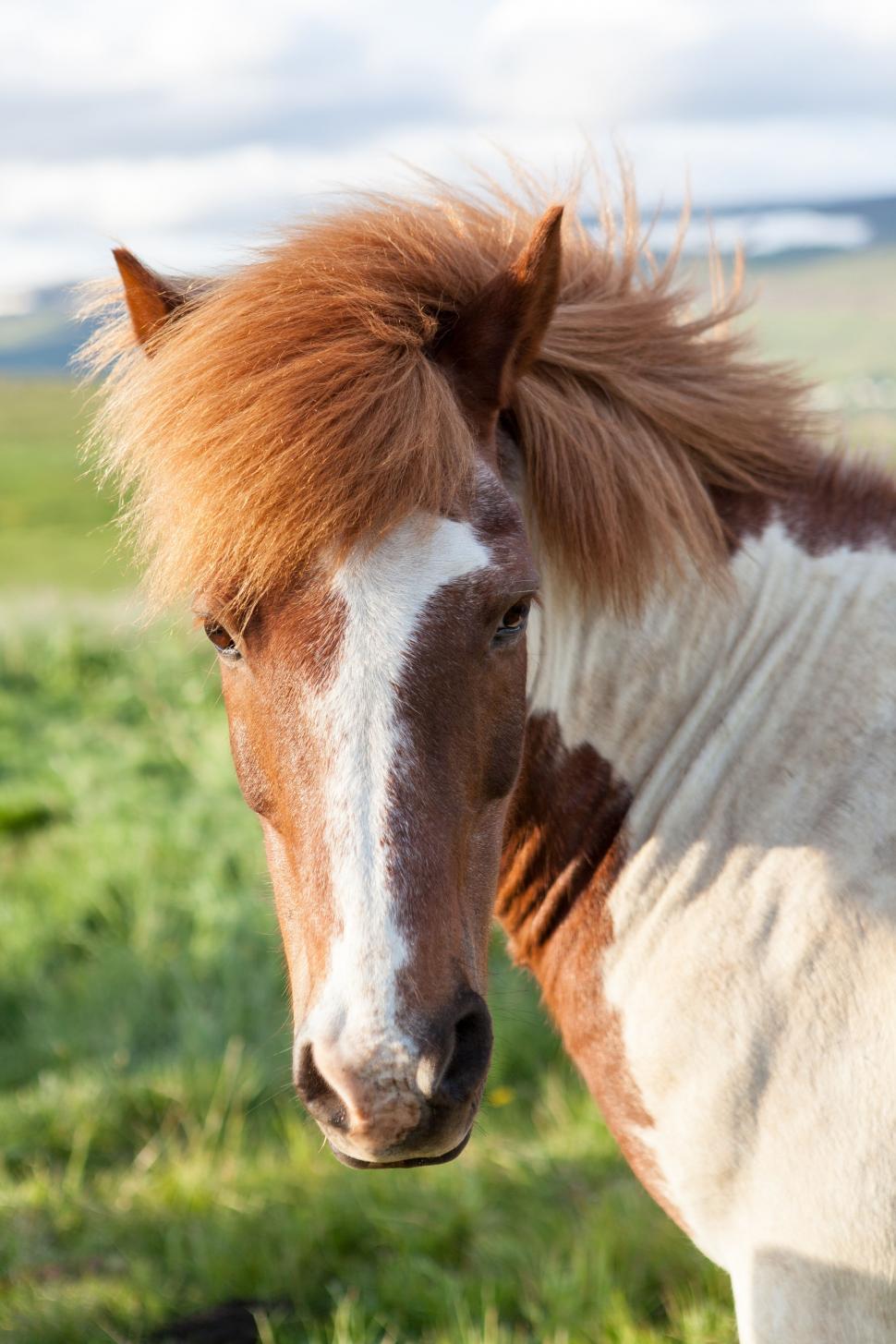Free Image of Mane (Horse)  