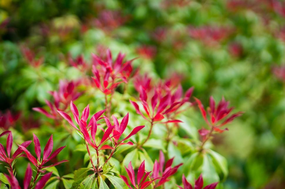 Free Image of Chinese fringe flower 