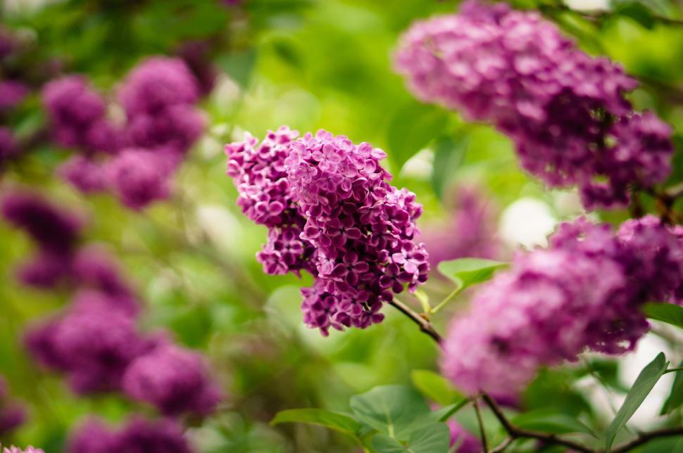 Free Image of Pink Flowers Branch  