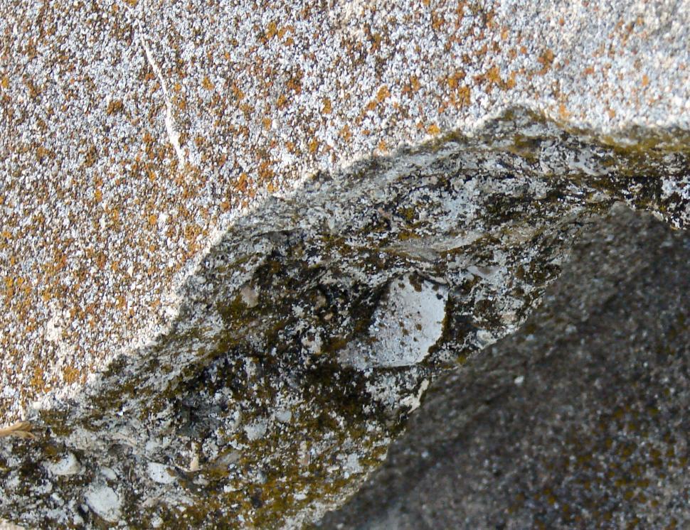 Free Image of Bird Perched on Rock 