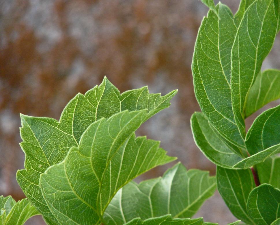 Free Image of Close Up of Green Plant With Leaves 