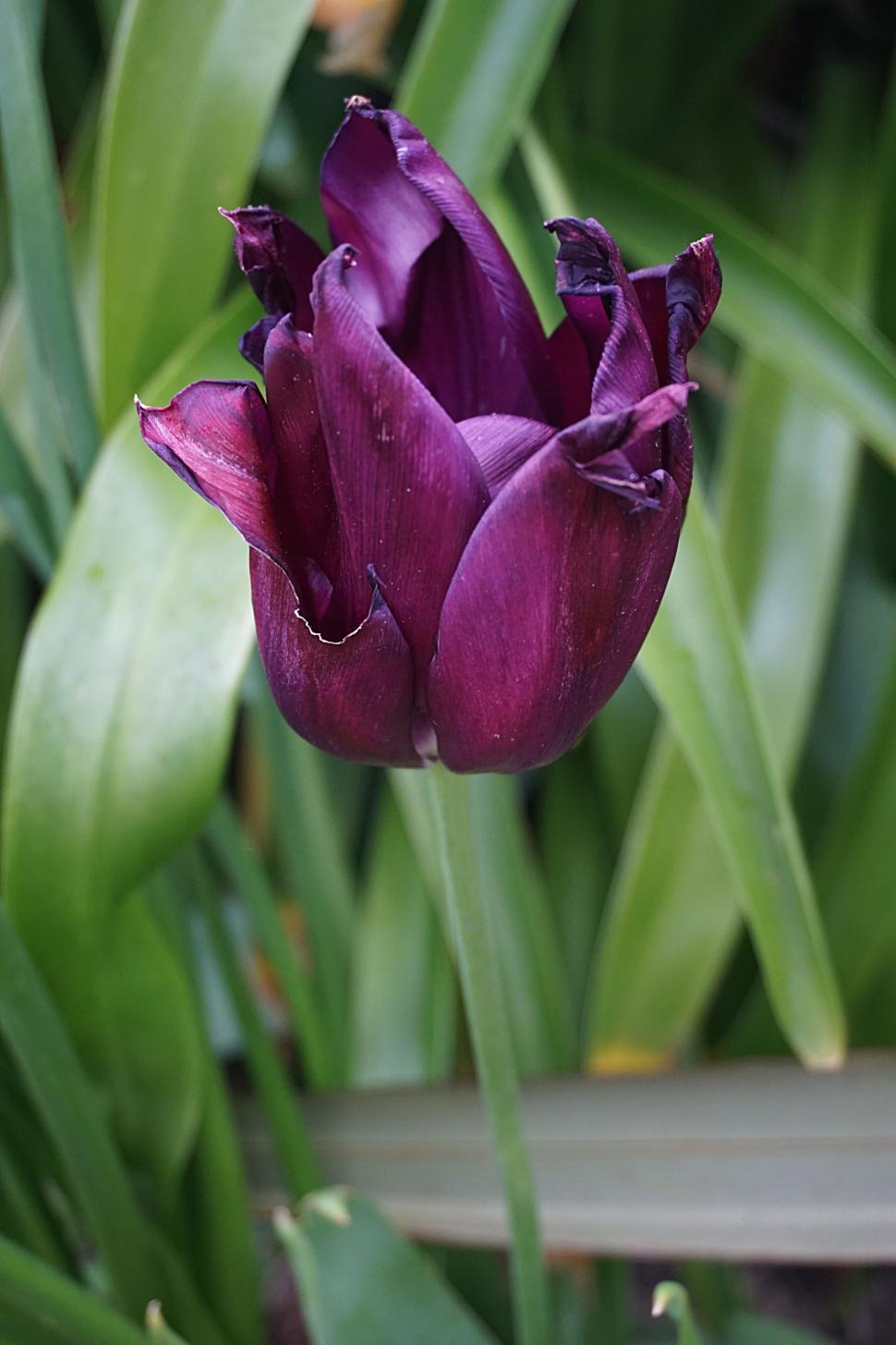Free Image of Purple Rose  