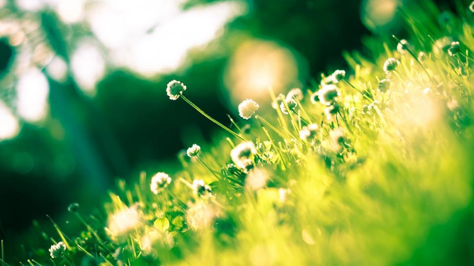 Free Image of Wildflowers  
