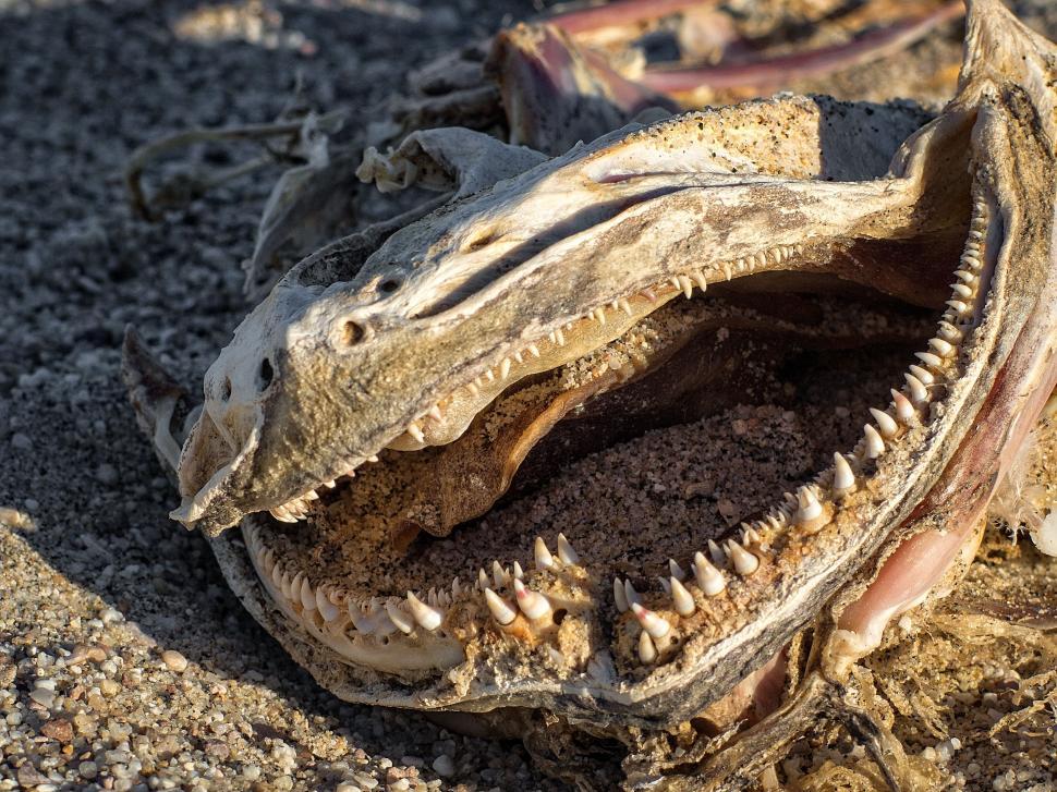Free Image of Dead Fish on beach 