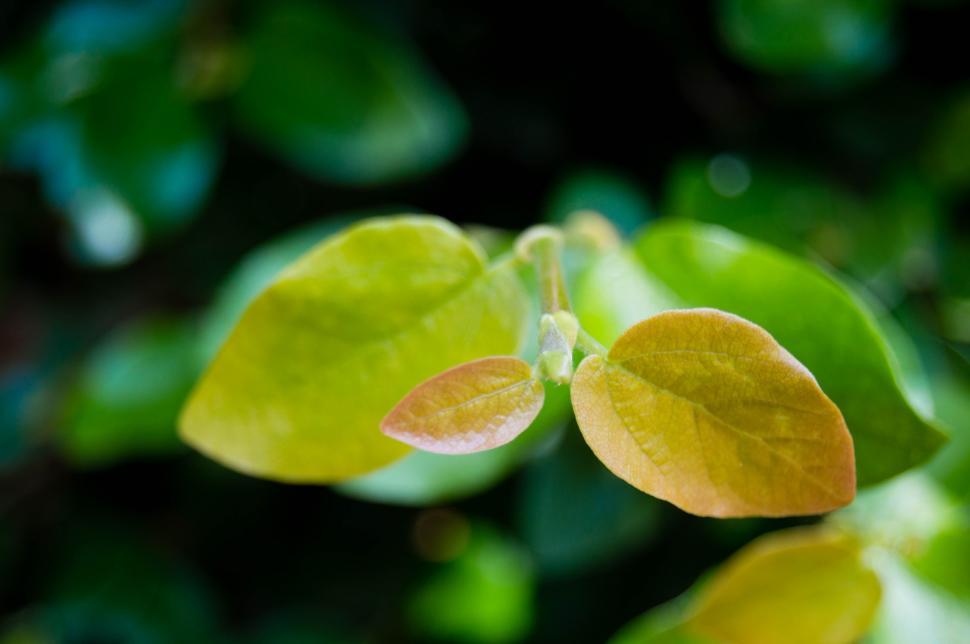 Free Image of Yellow Leaves  